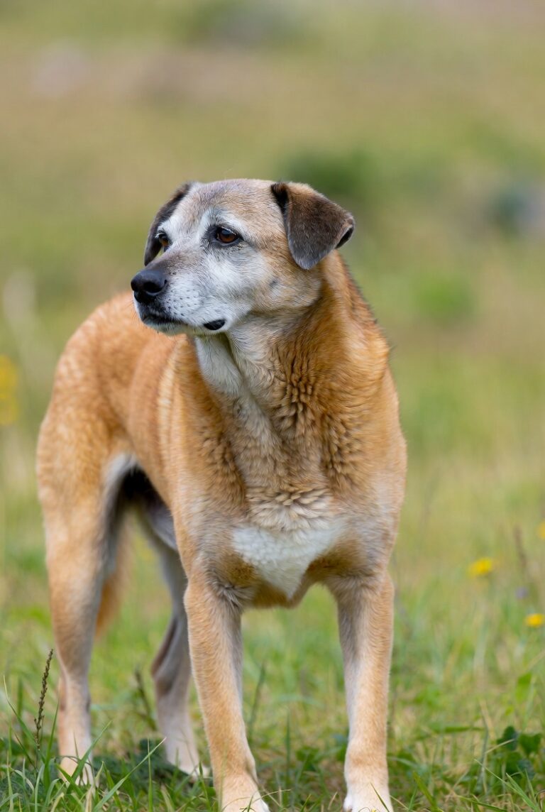 Senior dog walking comfortably with improved joint mobility