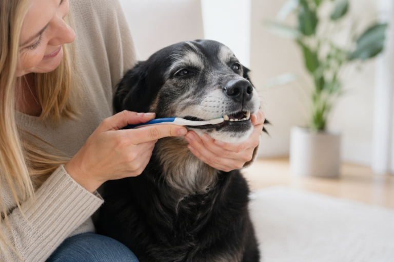 Senior dog having its teeth gently brushed with a dog toothbrush to maintain dental health and reduce plaque buildup