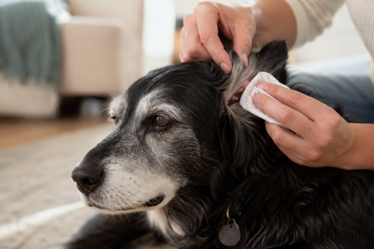 Senior dog having its ears gently cleaned with a soft ear wipe to remove buildup and maintain ear health.